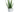 Aloe Vera - Premium Pflanzendünger von FARBIO®