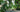 @plantsandcollecting - Premium Pflanzendünger von FARBIO®