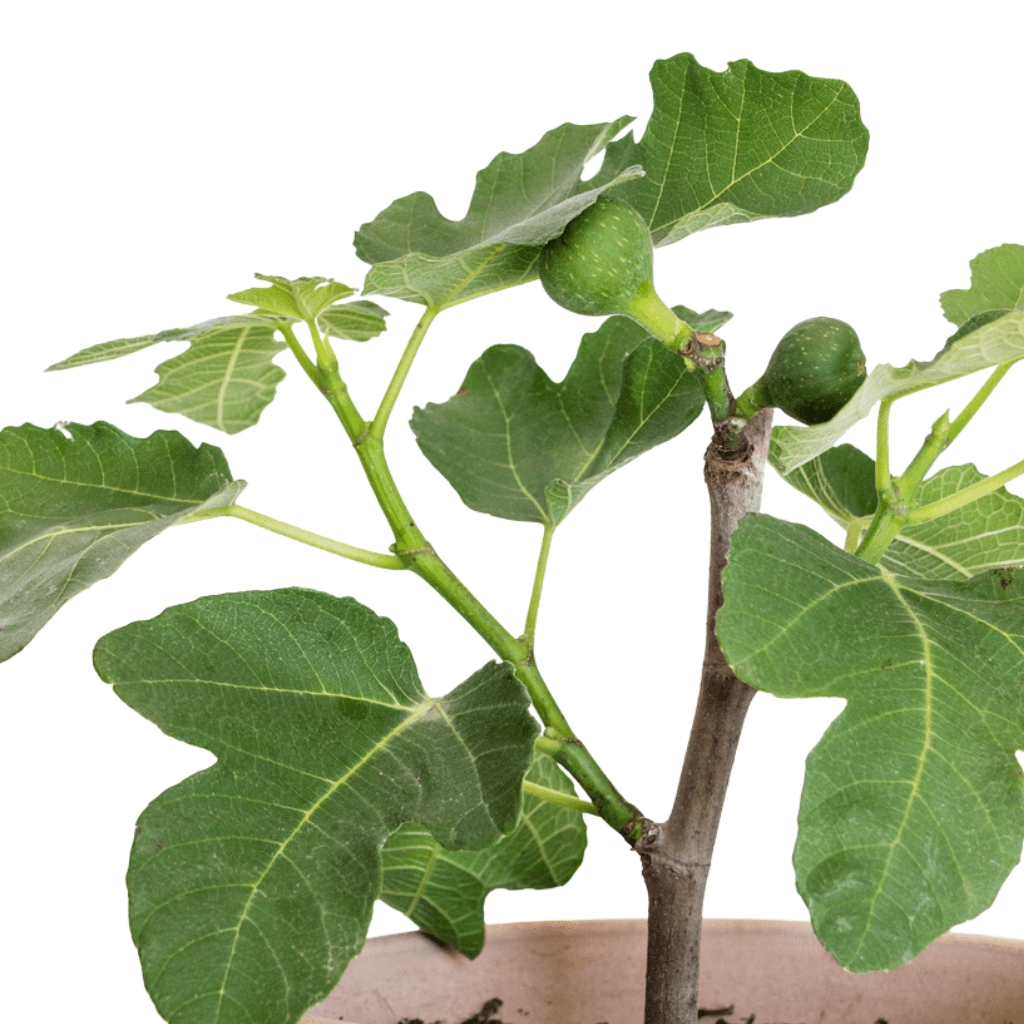 Feigenbaum - FARBIO® - Nachhaltige Bio-Flüssigdünger aus Hamburg