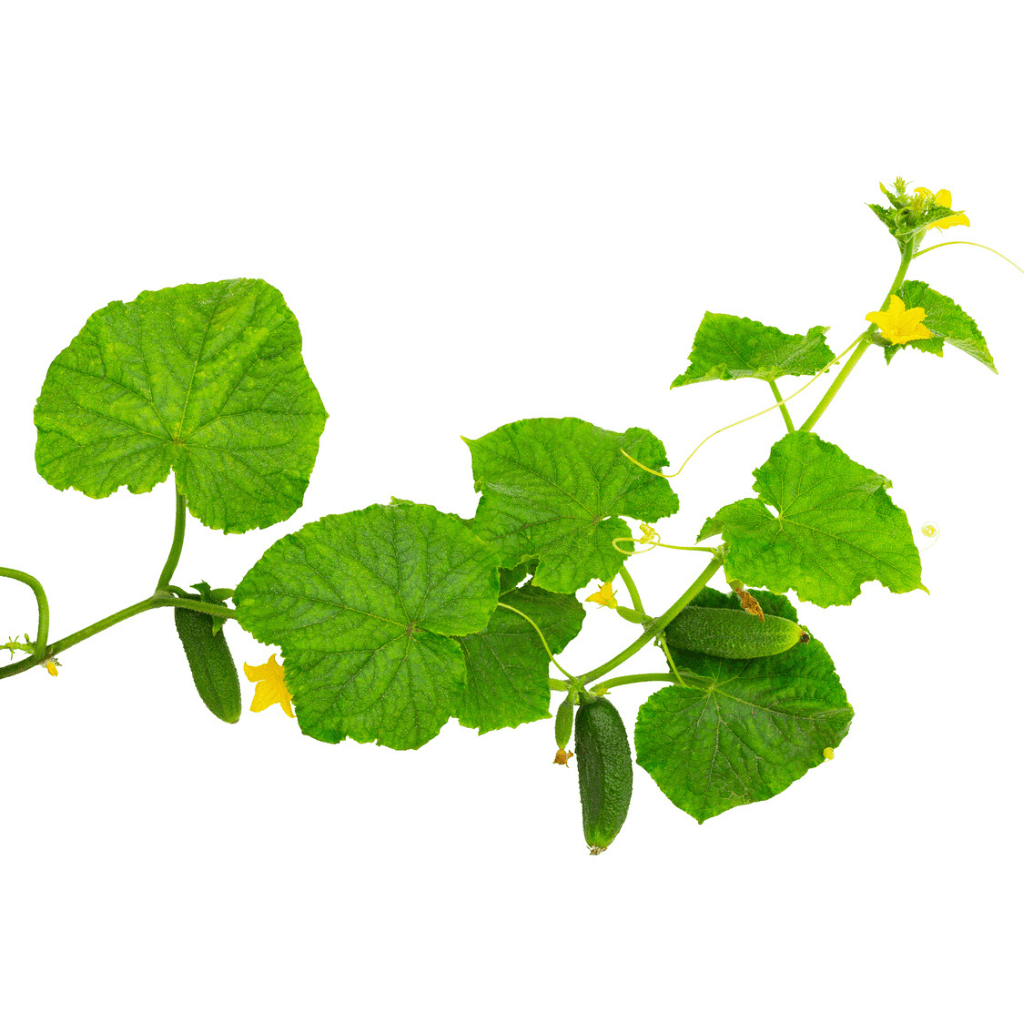Gurken - FARBIO® - Nachhaltige Bio-Flüssigdünger aus Hamburg