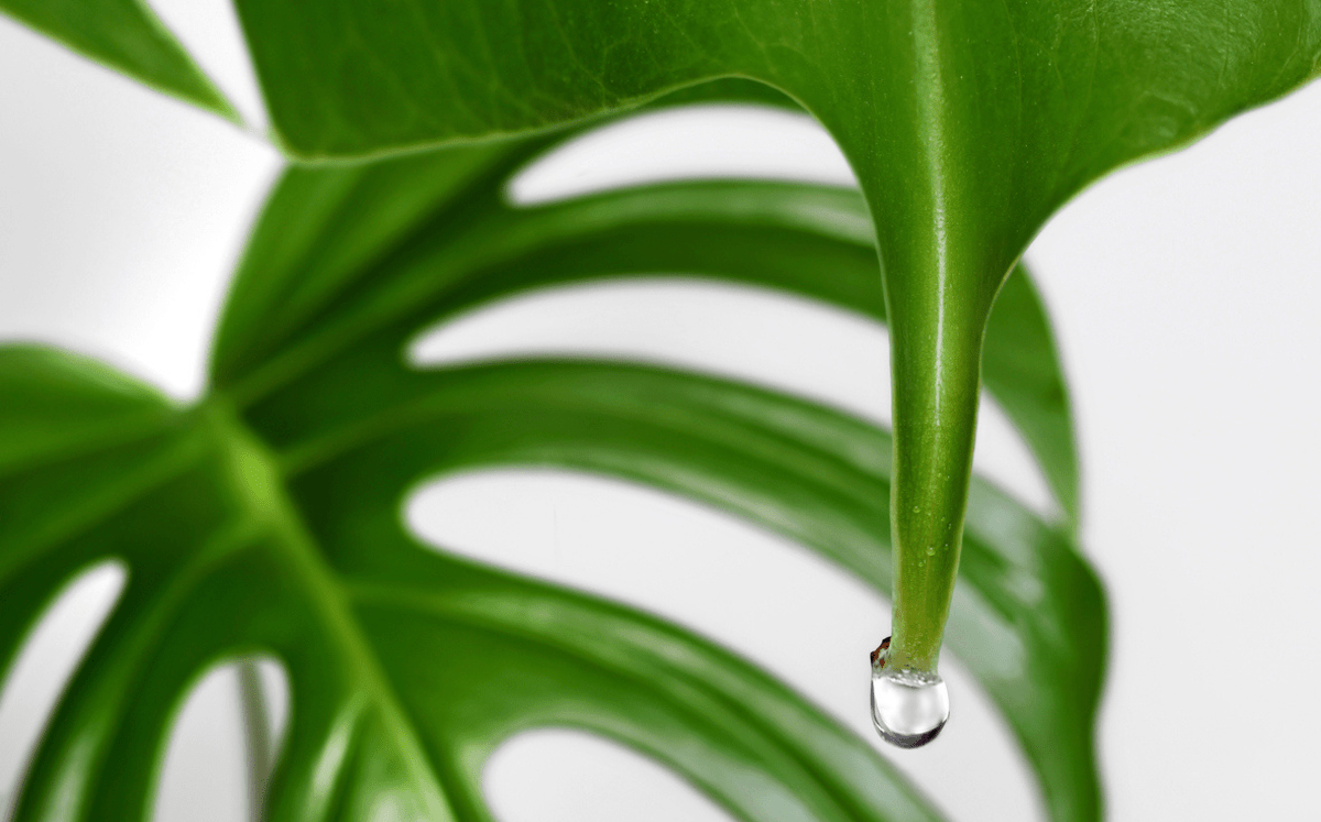 Guttation: Tropfen am Blatt Deiner Pflanze - FARBIO® - Nachhaltige Bio-Flüssigdünger aus Hamburg
