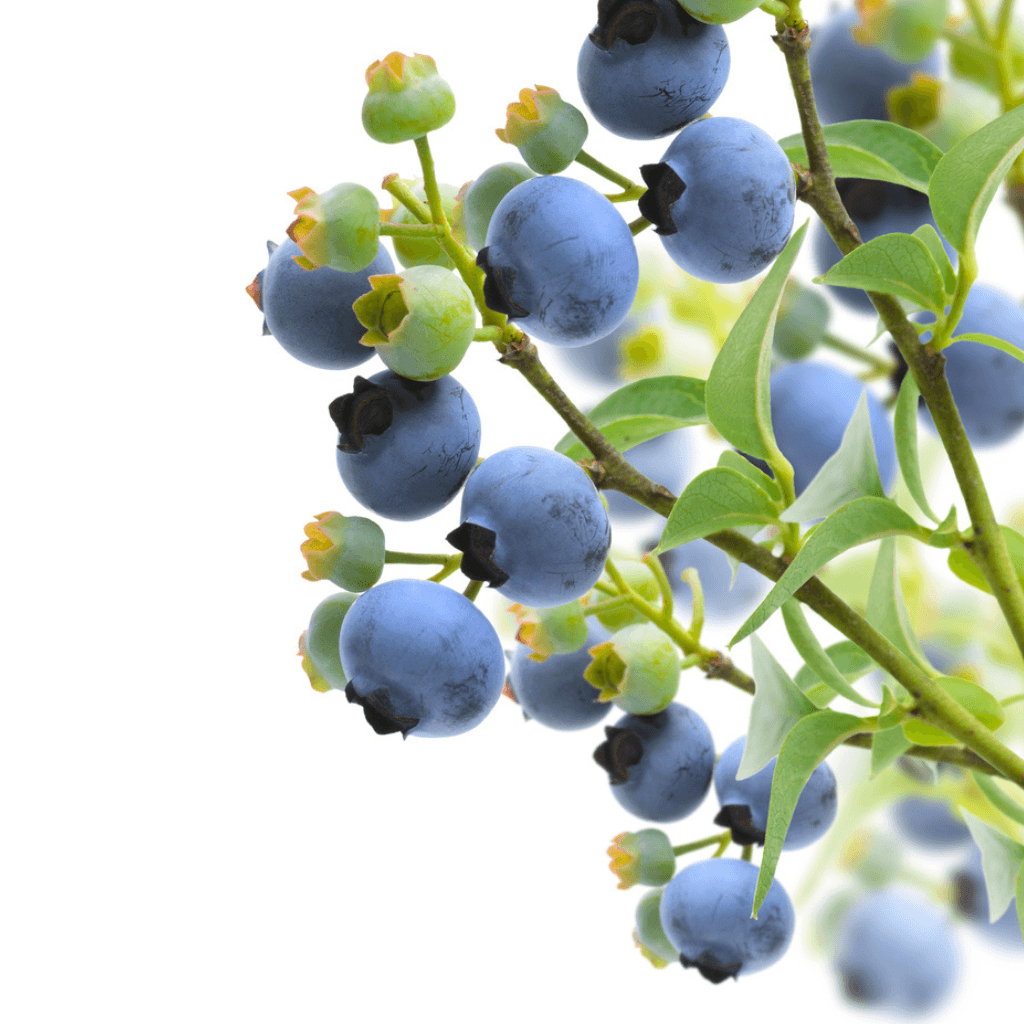 Heidelbeeren - FARBIO® - Nachhaltige Bio-Flüssigdünger aus Hamburg