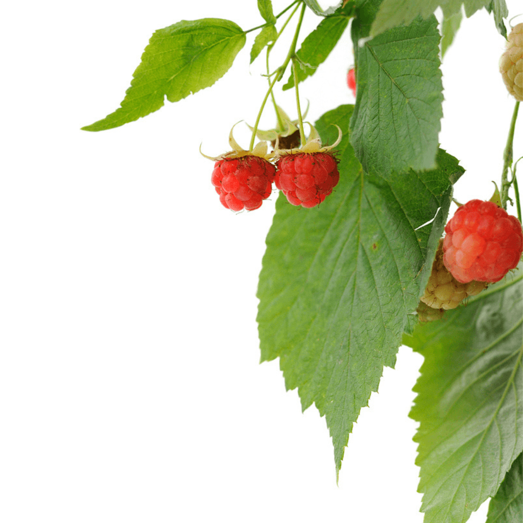 Himbeeren - FARBIO® - Nachhaltige Bio-Flüssigdünger aus Hamburg