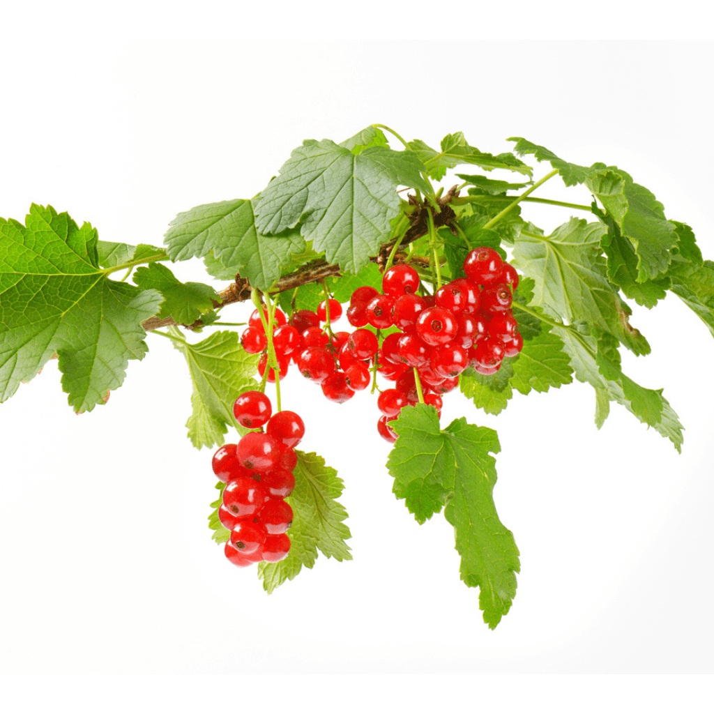 Johannisbeeren - FARBIO® - Nachhaltige Bio-Flüssigdünger aus Hamburg