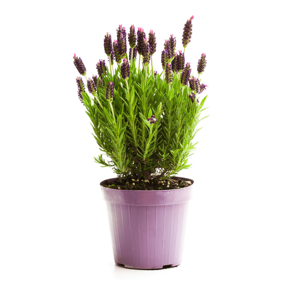Lavendel - FARBIO® - Nachhaltige Bio-Flüssigdünger aus Hamburg