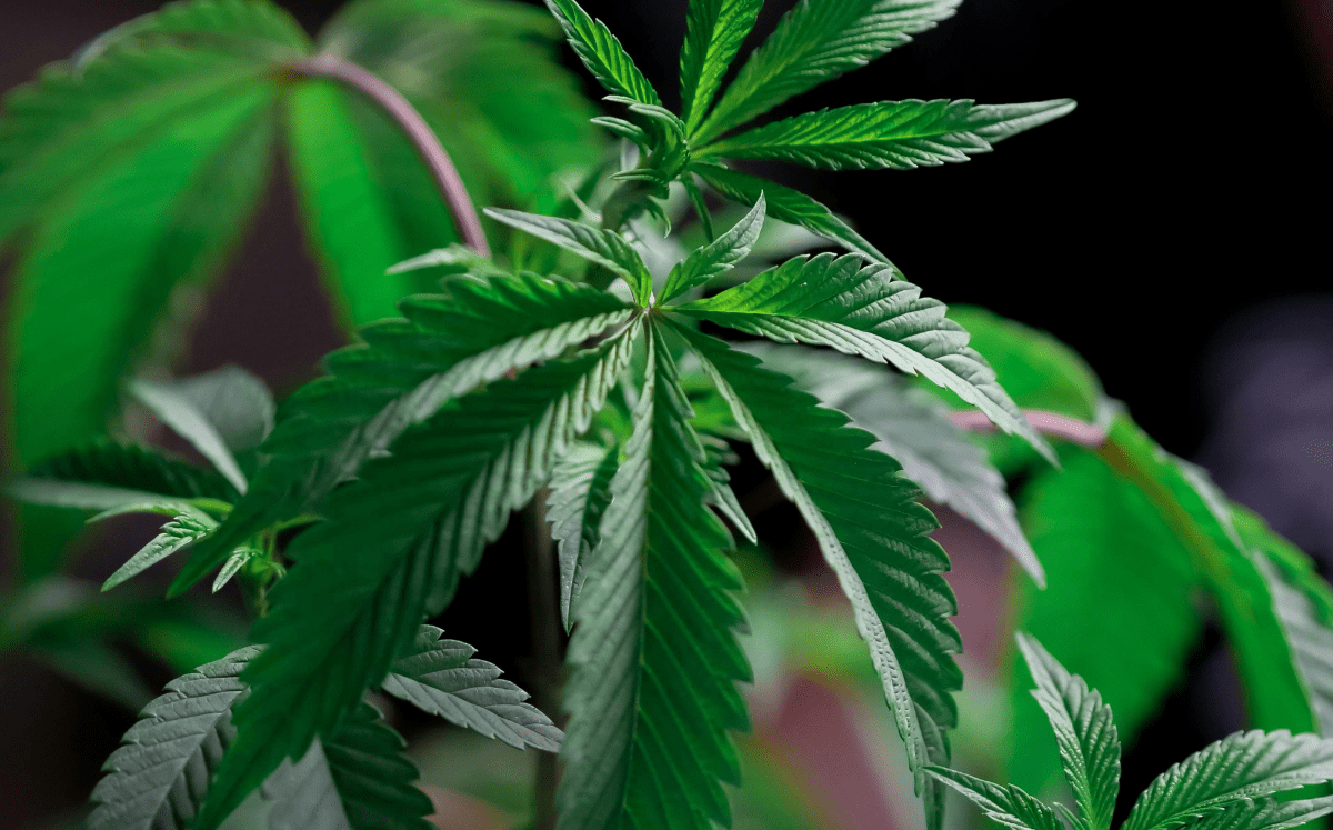Legalisierung von Cannabis in Deutschland ab April 2024 - FARBIO® - Nachhaltige Bio-Flüssigdünger aus Hamburg