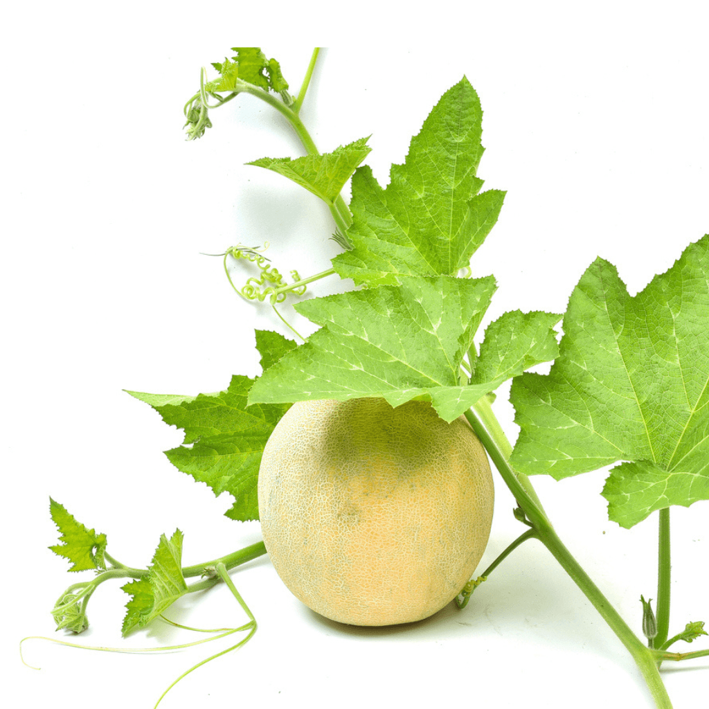 Melonen - FARBIO® - Nachhaltige Bio-Flüssigdünger aus Hamburg