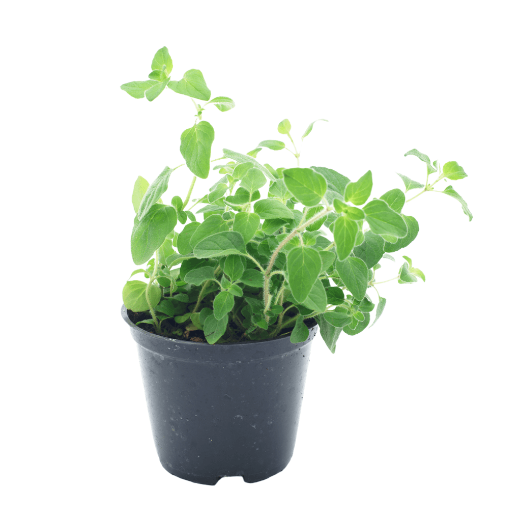Oregano - FARBIO® - Nachhaltige Bio-Flüssigdünger aus Hamburg