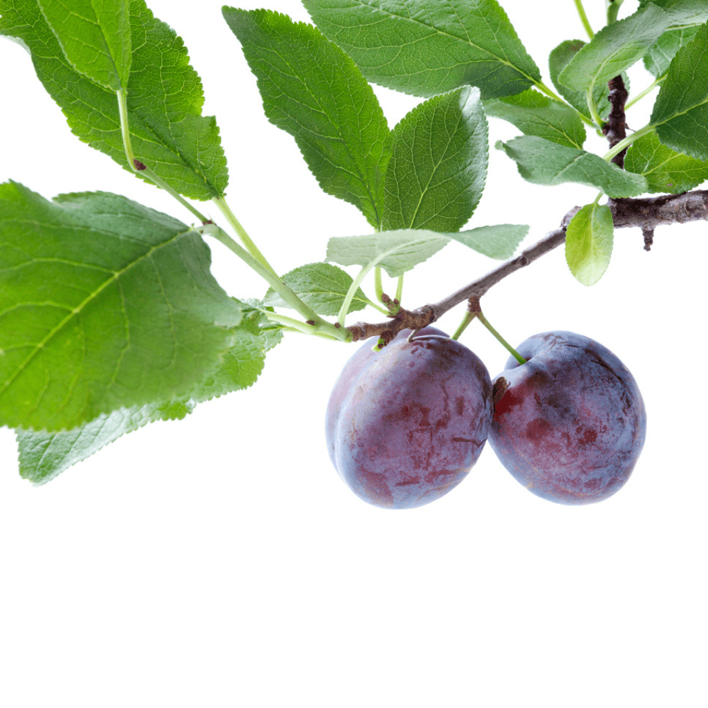 Pflaumen - FARBIO® - Nachhaltige Bio-Flüssigdünger aus Hamburg