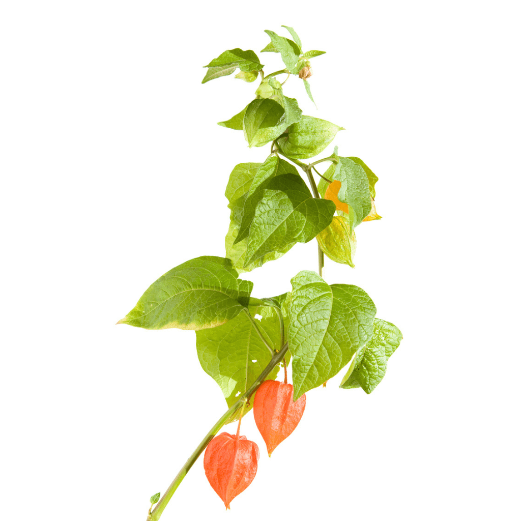 Physalis - FARBIO® - Nachhaltige Bio-Flüssigdünger aus Hamburg