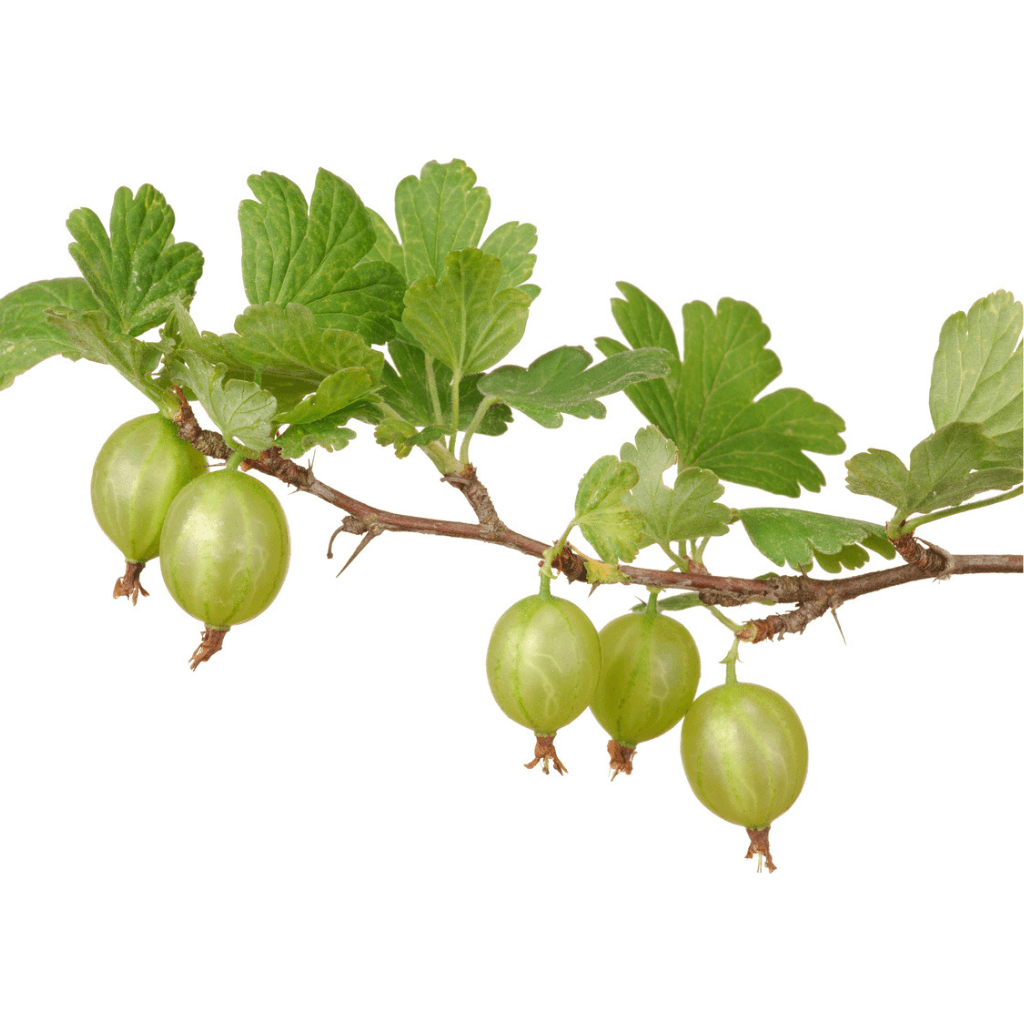 Stachelbeeren - FARBIO® - Nachhaltige Bio-Flüssigdünger aus Hamburg