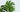 Vorgestellt: Monstera Thai im Portrait - Premium Pflanzendünger von FARBIO®