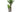 Yucca Palme - Premium Pflanzendünger von FARBIO®