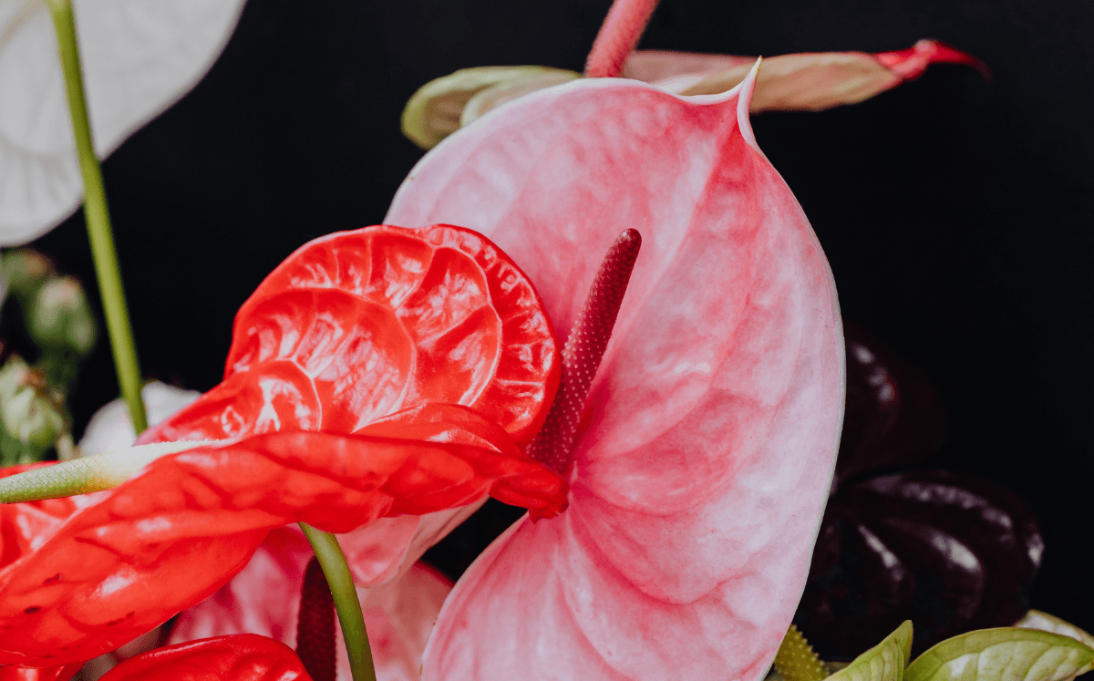 Anthurium Varieties Plant Identification Chart Digital Download