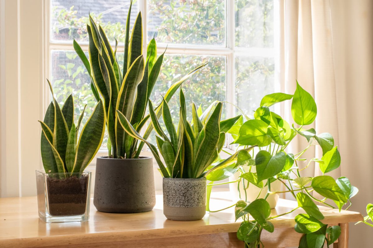 Zimmerpflanzen richtig pflegen: 6 hilfreiche Tipps um Deine Pflanzen gesund zu halten - FARBIO® - Nachhaltige Bio-Flüssigdünger aus Hamburg