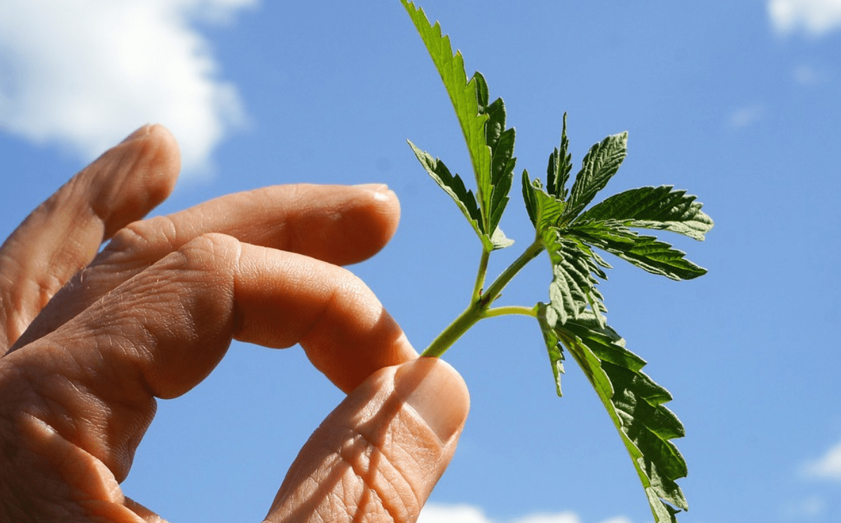 Anbau von Bio Cannabis: Rauchen ohne chemische Inhaltsstoffe - FARBIO® - Nachhaltige Bio-Flüssigdünger aus Hamburg