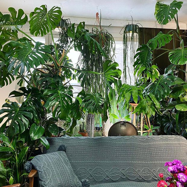 @plantsandcollecting - FARBIO® - Nachhaltige Bio-Flüssigdünger aus Hamburg