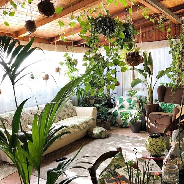 @thepottedjungle - FARBIO® - Nachhaltige Bio-Flüssigdünger aus Hamburg