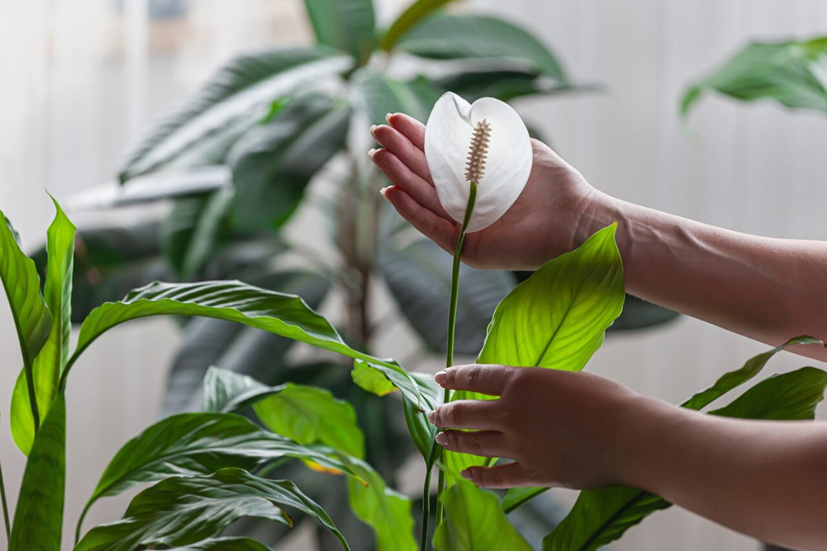 Augen auf beim Pflanzenkauf - Worauf Du beim Kauf von Pflanzen über Ebay achten solltest - FARBIO® - Nachhaltige Bio-Flüssigdünger aus Hamburg