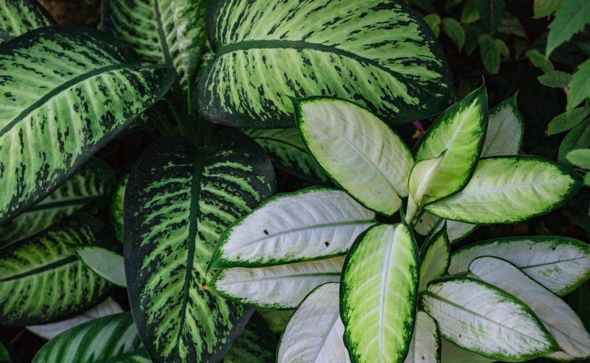 Bio-Dünger: Vorteile für Zimmerpflanzen und den Garten - FARBIO® - Nachhaltige Bio-Flüssigdünger aus Hamburg