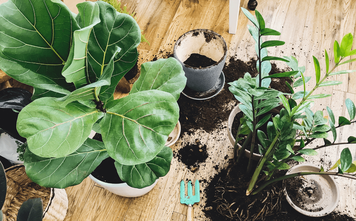 Bodenverbesserung - Tipps für Zimmerpflanzen und Garten - FARBIO® - Nachhaltige Bio-Flüssigdünger aus Hamburg
