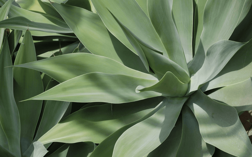 Was Macht Man Mit Einer Verblühten Amaryllis C3, C4 und CAM-Pflanzen erklärt
