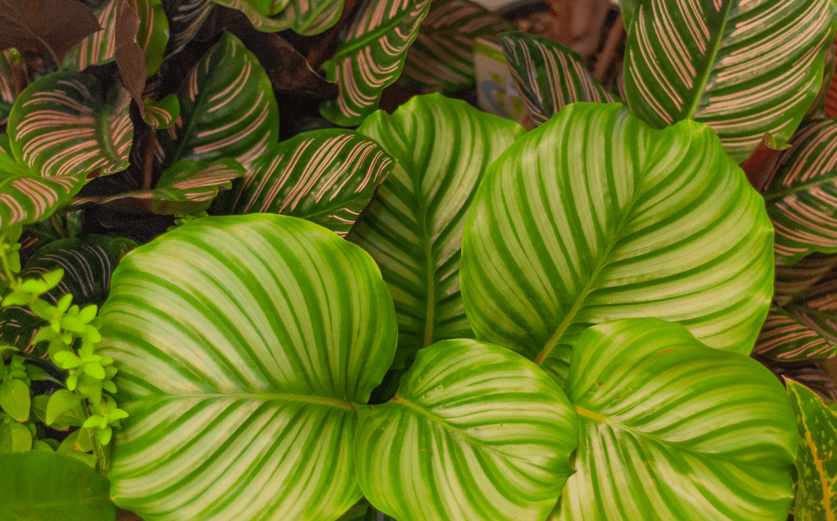 Calathea: Die beliebtesten Arten der Korbmarante richtig pflegen, düngen und vermehren - FARBIO® - Nachhaltige Bio-Flüssigdünger aus Hamburg