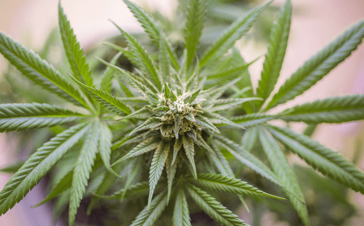 Cannabis Dünger: Deine Pflanze düngen für mehr Ertrag - FARBIO® - Nachhaltige Bio-Flüssigdünger aus Hamburg