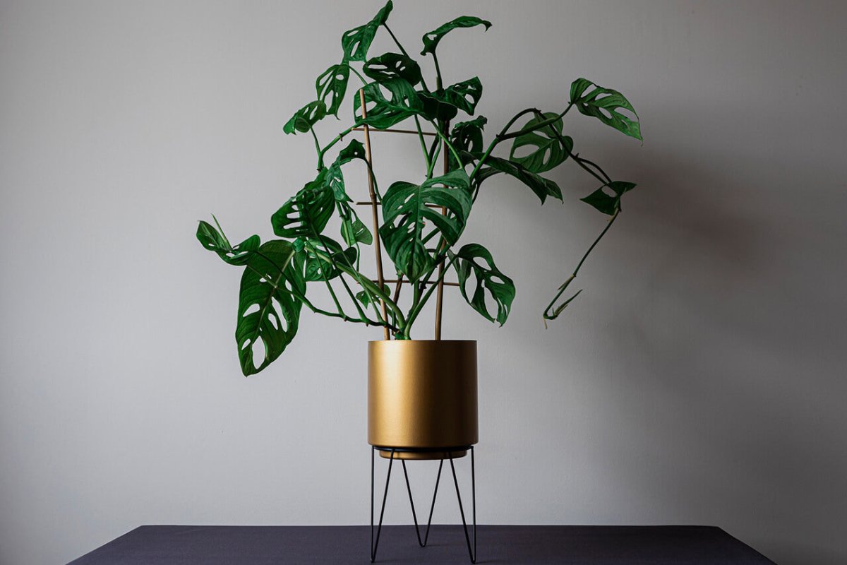 Die 10 schönsten Monstera Varianten - FARBIO® - Nachhaltige Bio-Flüssigdünger aus Hamburg