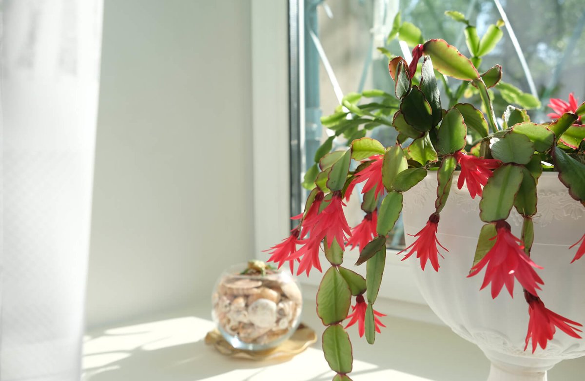 Die schönsten blühenden Zimmerpflanzen - FARBIO® - Nachhaltige Bio-Flüssigdünger aus Hamburg