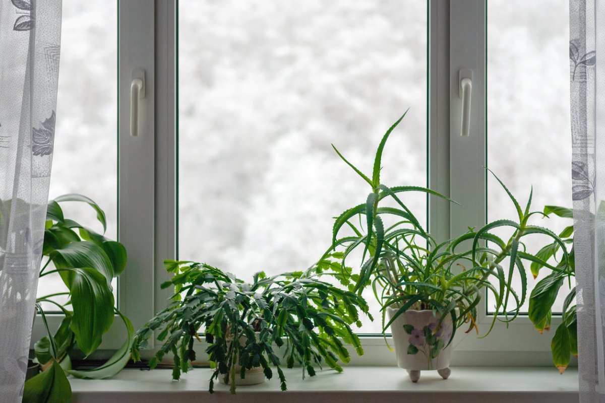 Zimmerpflanzen im Winter: Düngen in der kalten Jahreszeit - FARBIO® - Nachhaltige Bio-Flüssigdünger aus Hamburg