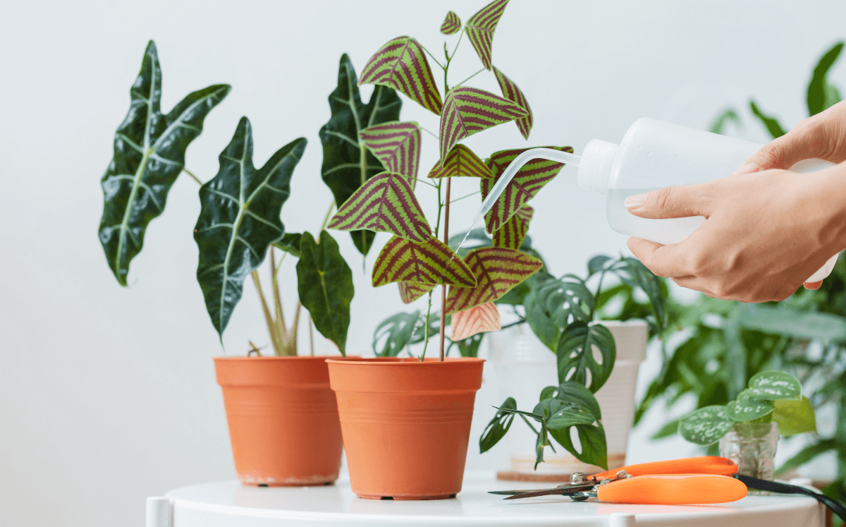 Dünger für die Hydrokultur und mineralisches Substrat - FARBIO® - Nachhaltige Bio-Flüssigdünger aus Hamburg