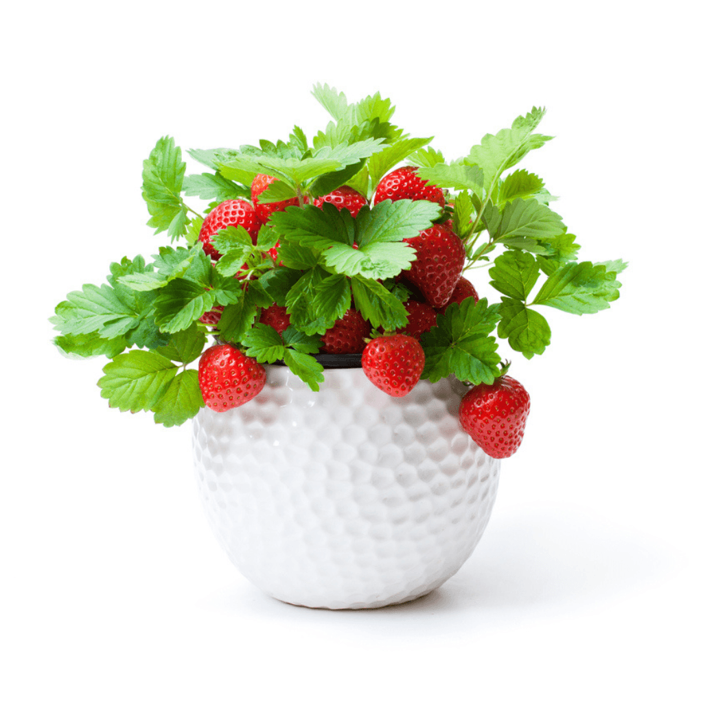 Erdbeeren - FARBIO® - Nachhaltige Bio-Flüssigdünger aus Hamburg