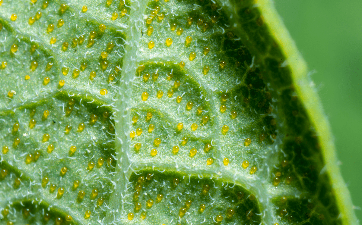 Extraflorale Nektarien: Deshalb könnte Deine Pflanze klebrige Blätter haben - FARBIO® - Nachhaltige Bio-Flüssigdünger aus Hamburg