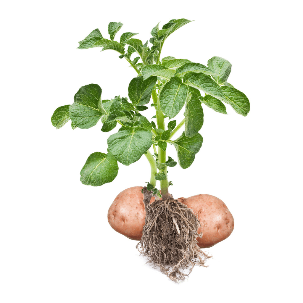 Kartoffeln - FARBIO® - Nachhaltige Bio-Flüssigdünger aus Hamburg