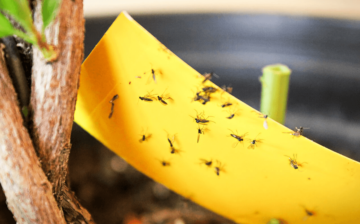 Kleine Fliegen in der Blumenerde: Trauermücken bekämpfen und vorbeugen - FARBIO® - Nachhaltige Bio-Flüssigdünger aus Hamburg