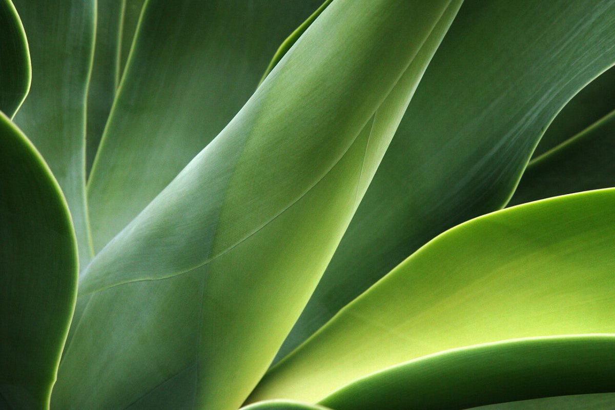 Makronähstoffe erklärt & warum sie für Pflanzen wichtig sind - FARBIO® - Nachhaltige Bio-Flüssigdünger aus Hamburg