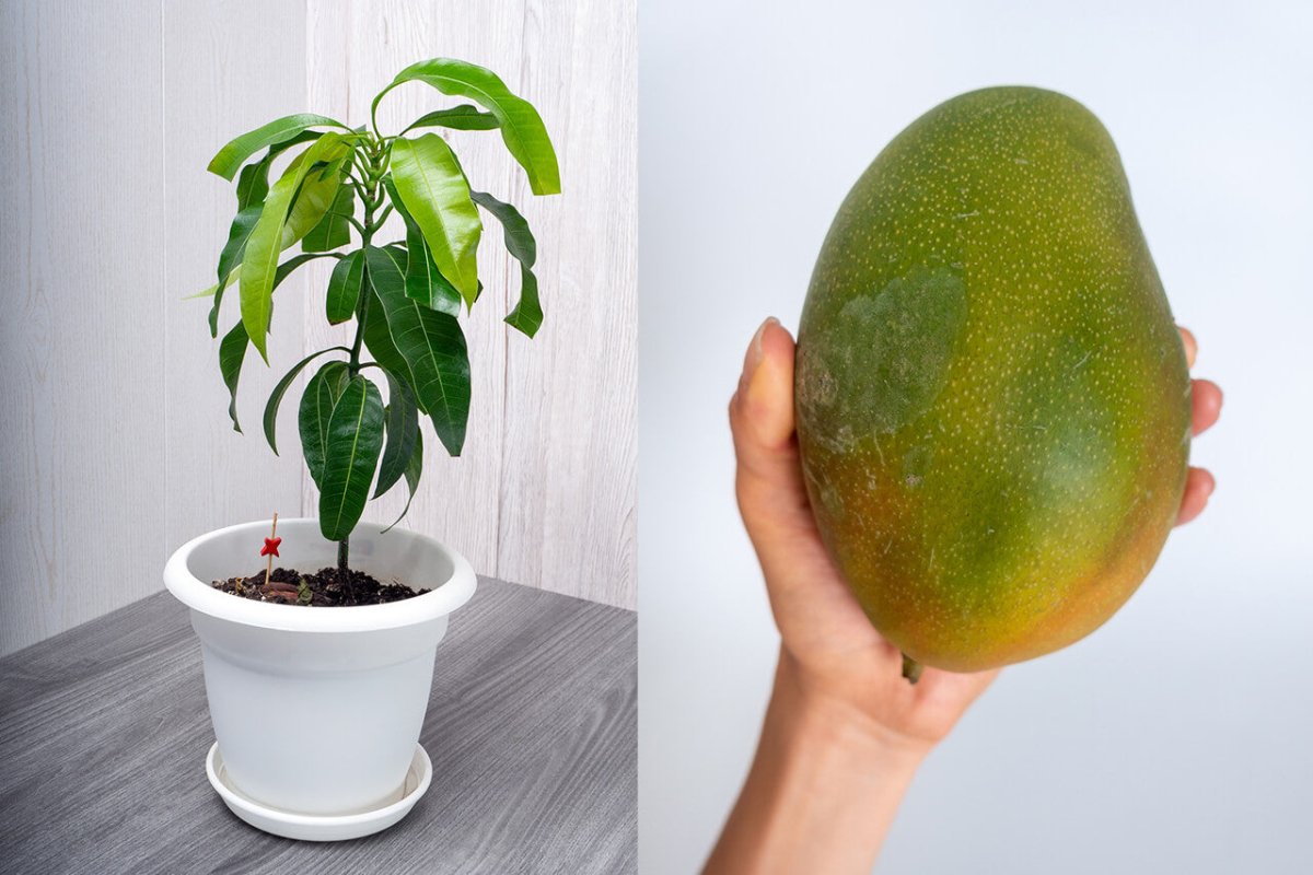 Mangos sind die neuen Avocados - FARBIO® - Nachhaltige Bio-Flüssigdünger aus Hamburg