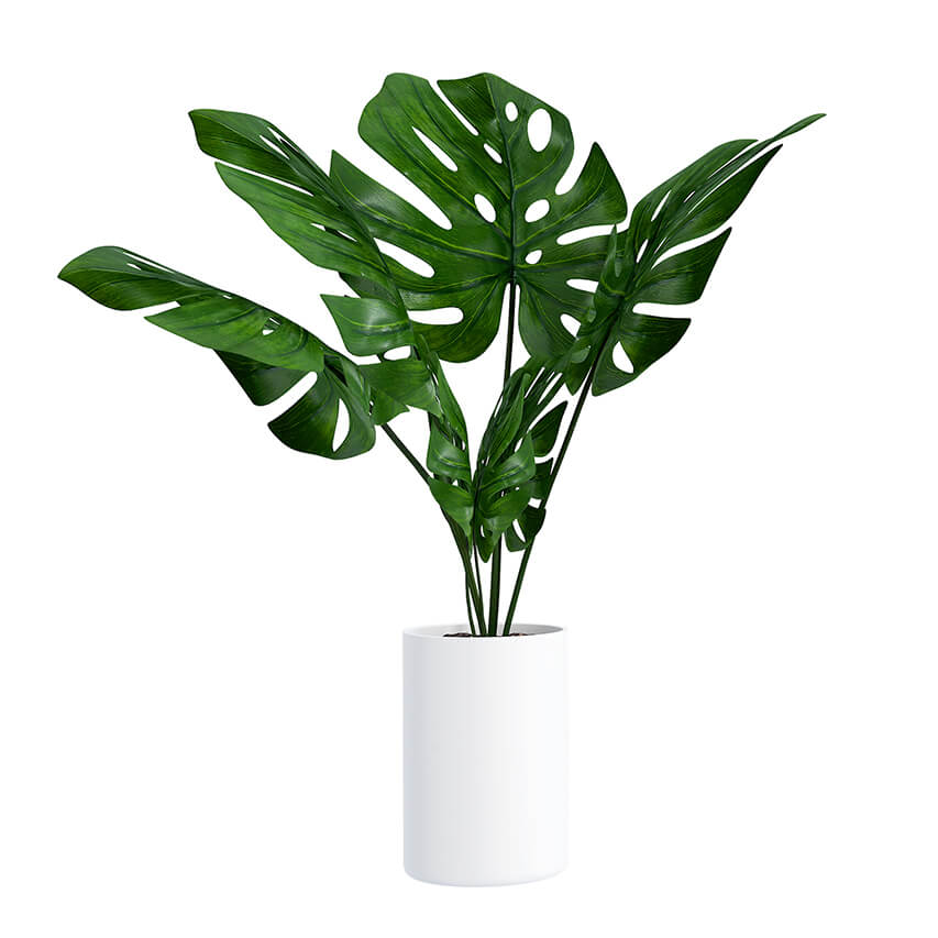 Monstera - FARBIO® - Nachhaltige Bio-Flüssigdünger aus Hamburg