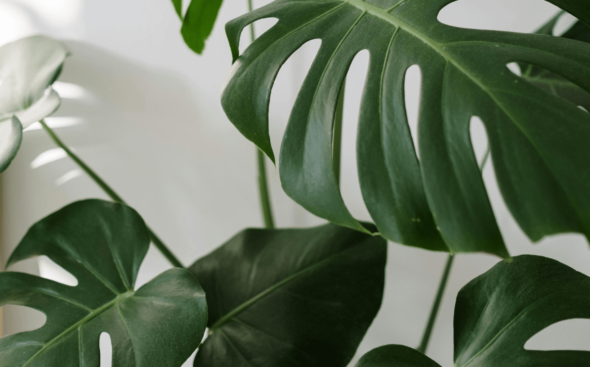Monstera ohne Löcher (Fensterblatt) FARBIO®Magazin