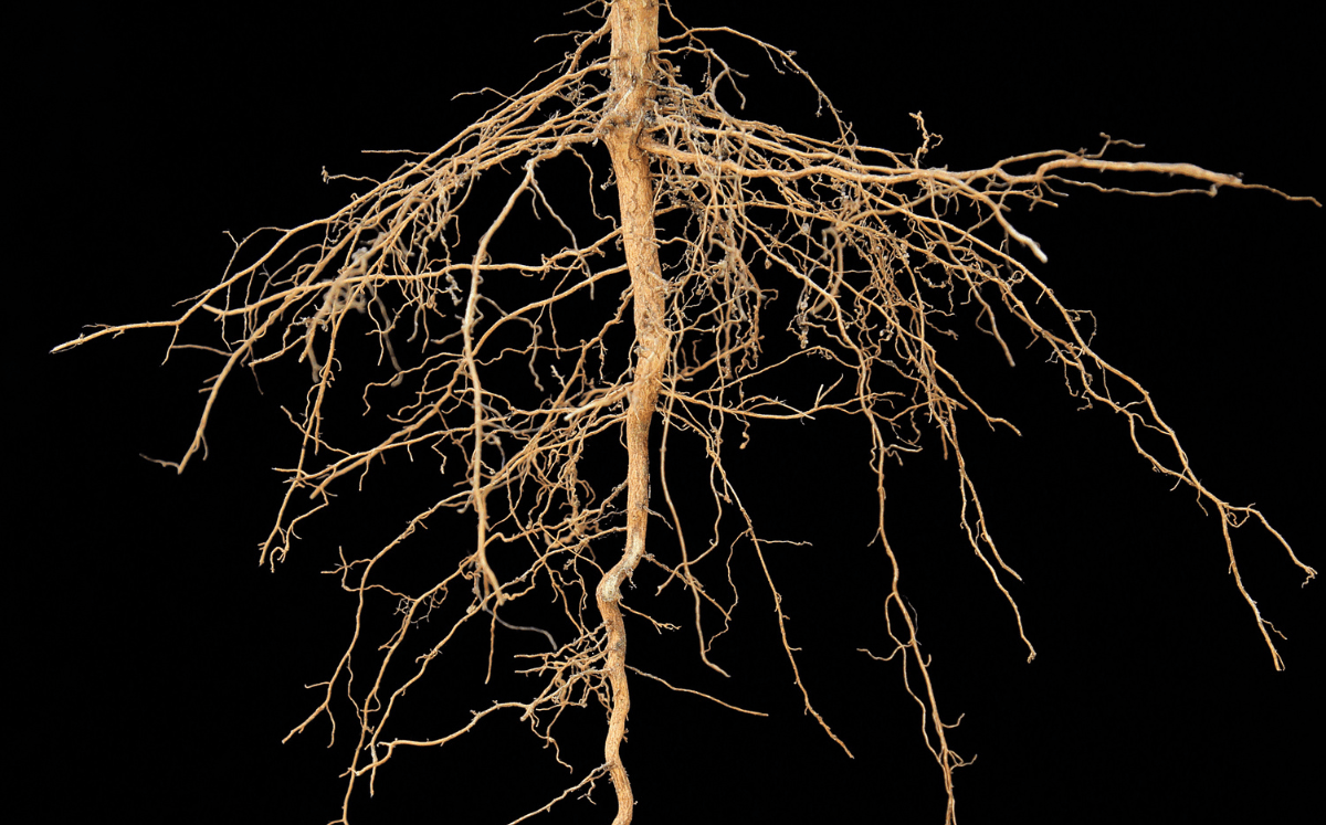 Mykorrhiza Pilze: Symbiose für Pflanzen - FARBIO® - Nachhaltige Bio-Flüssigdünger aus Hamburg