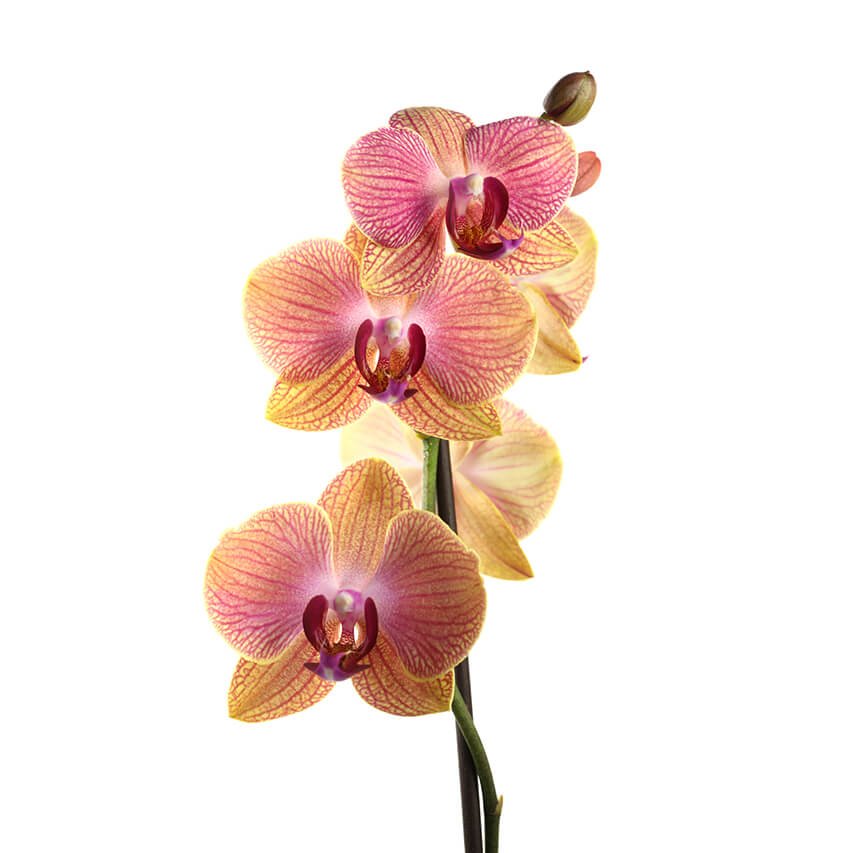 Orchideen - FARBIO® - Nachhaltige Bio-Flüssigdünger aus Hamburg