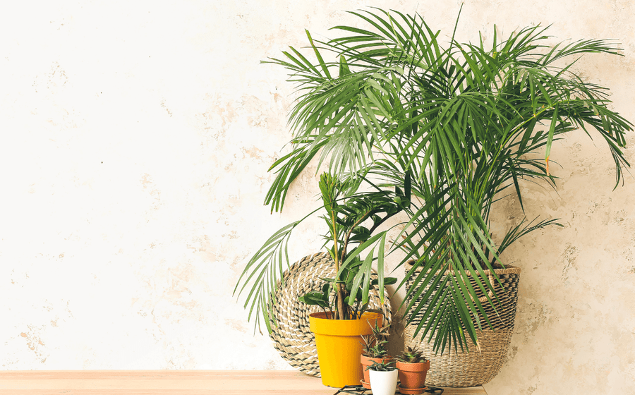 Palmendünger Palme düngen FARBIO®Magazin FARBIO® Nachhaltige