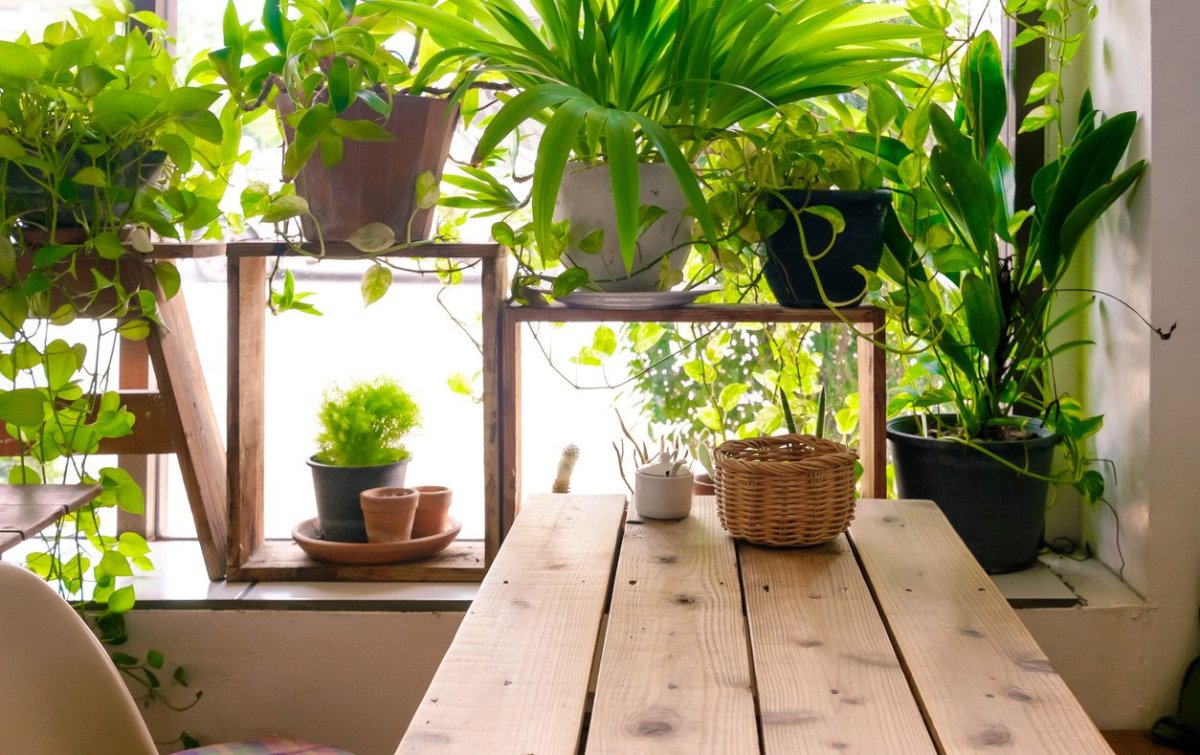 Pflanzen auf der Fensterbank: Der perfekte grüne Sichtschutz - FARBIO® - Nachhaltige Bio-Flüssigdünger aus Hamburg