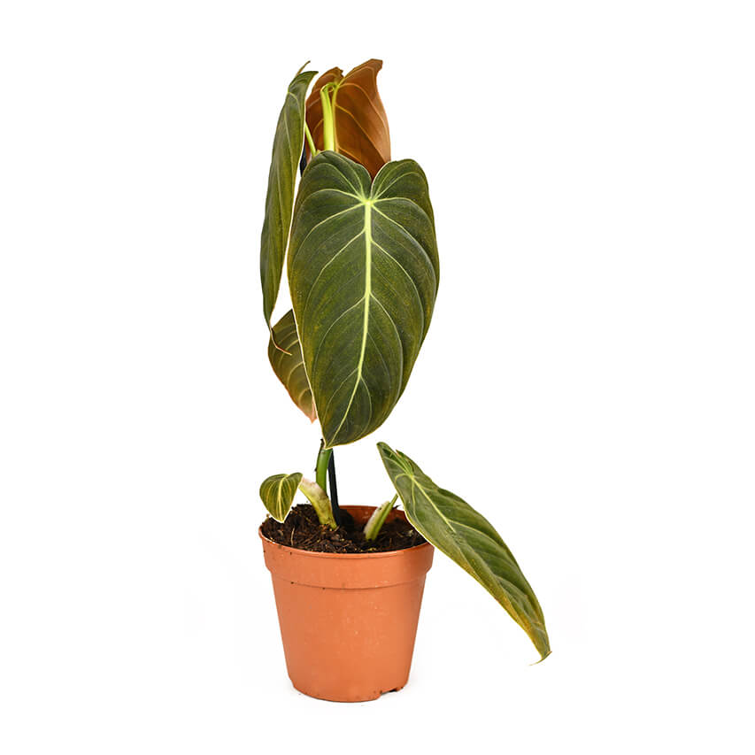 Philodendron - FARBIO® - Nachhaltige Bio-Flüssigdünger aus Hamburg