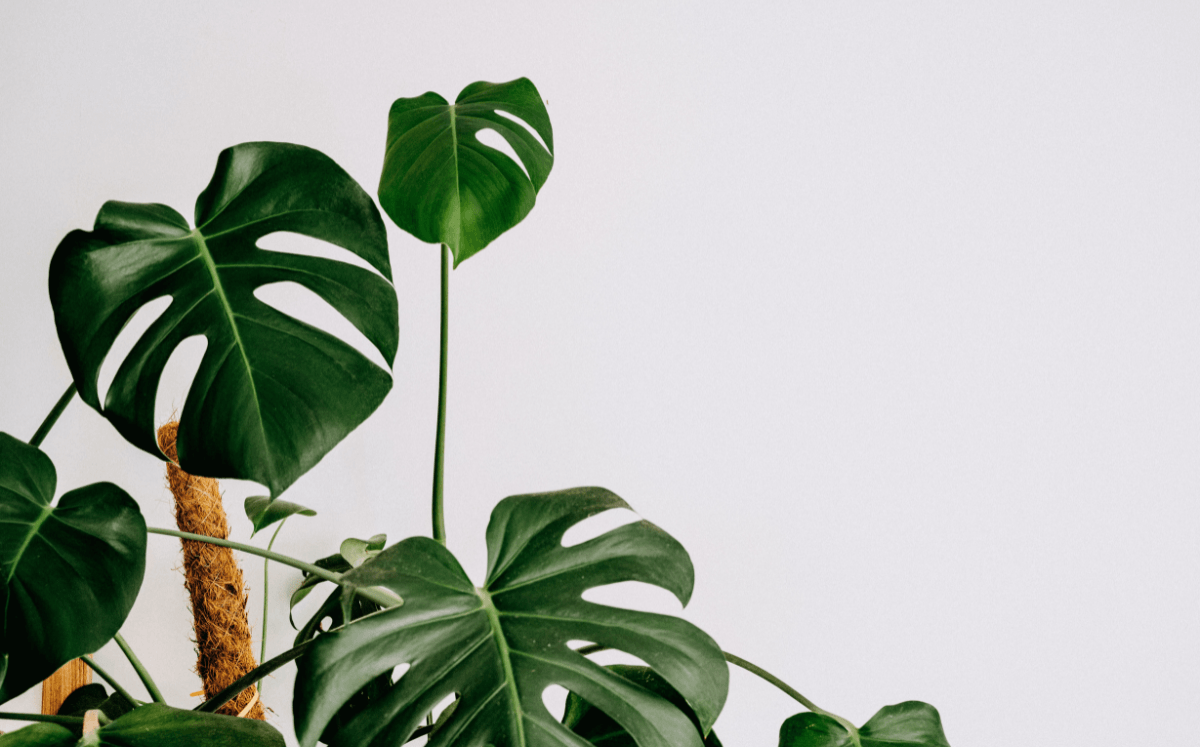 Rankhilfen für Zimmerpflanzen - passend für Kletterpflanzen wie Monstera - FARBIO® - Nachhaltige Bio-Flüssigdünger aus Hamburg