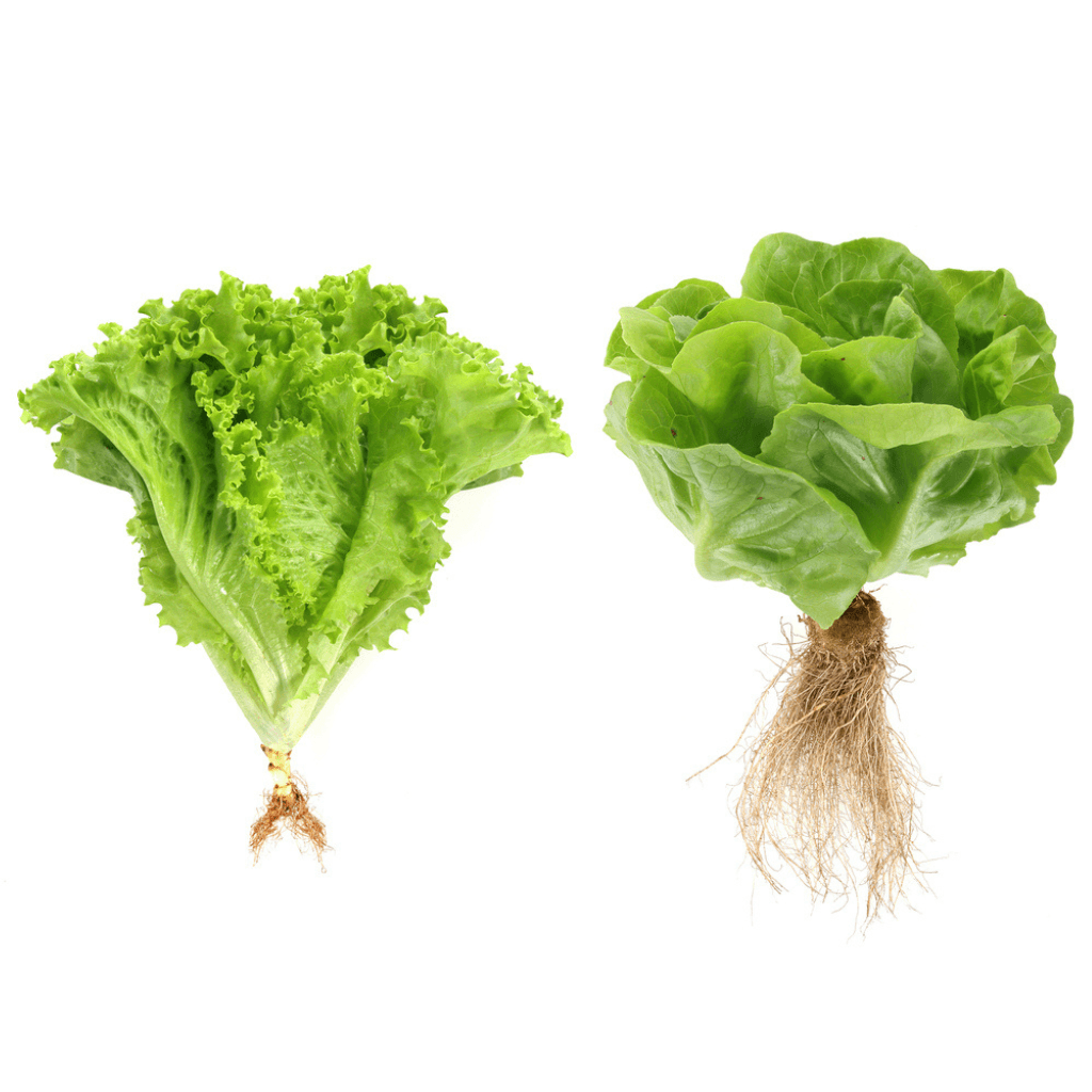 Salat - FARBIO® - Nachhaltige Bio-Flüssigdünger aus Hamburg