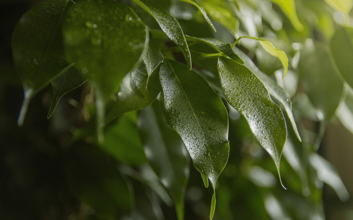 Material exchange of house plants - FARBIO® - Sustainable organic liquid fertilizer from Hamburg