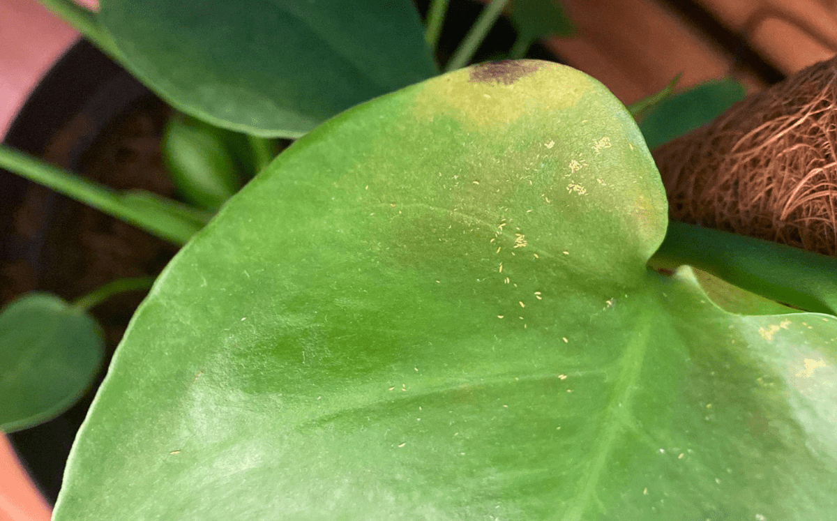 Brown spots caused by thrips