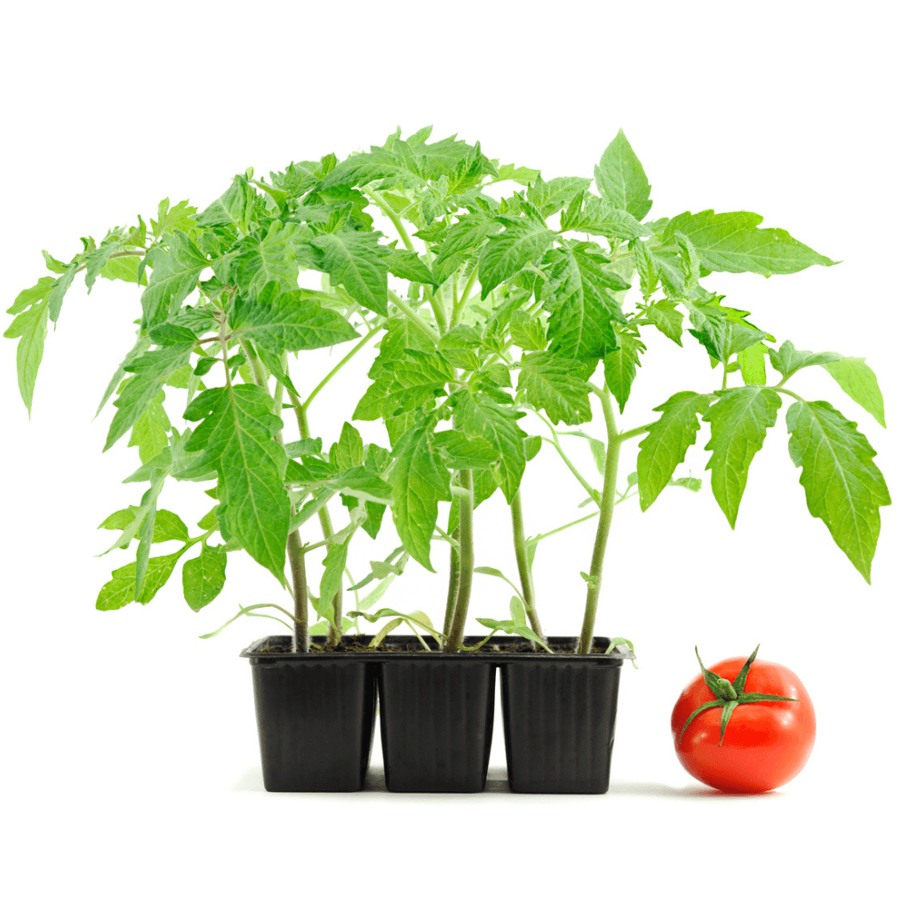 Tomaten - FARBIO® - Nachhaltige Bio-Flüssigdünger aus Hamburg